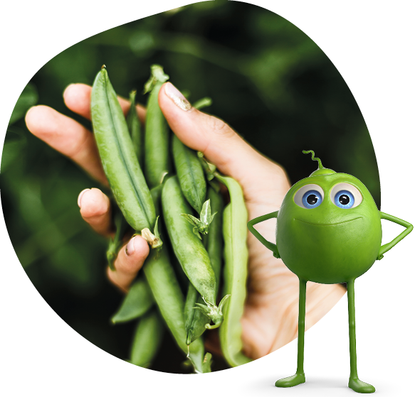 endori Erbsen in Hand endori Erbsen in Hand